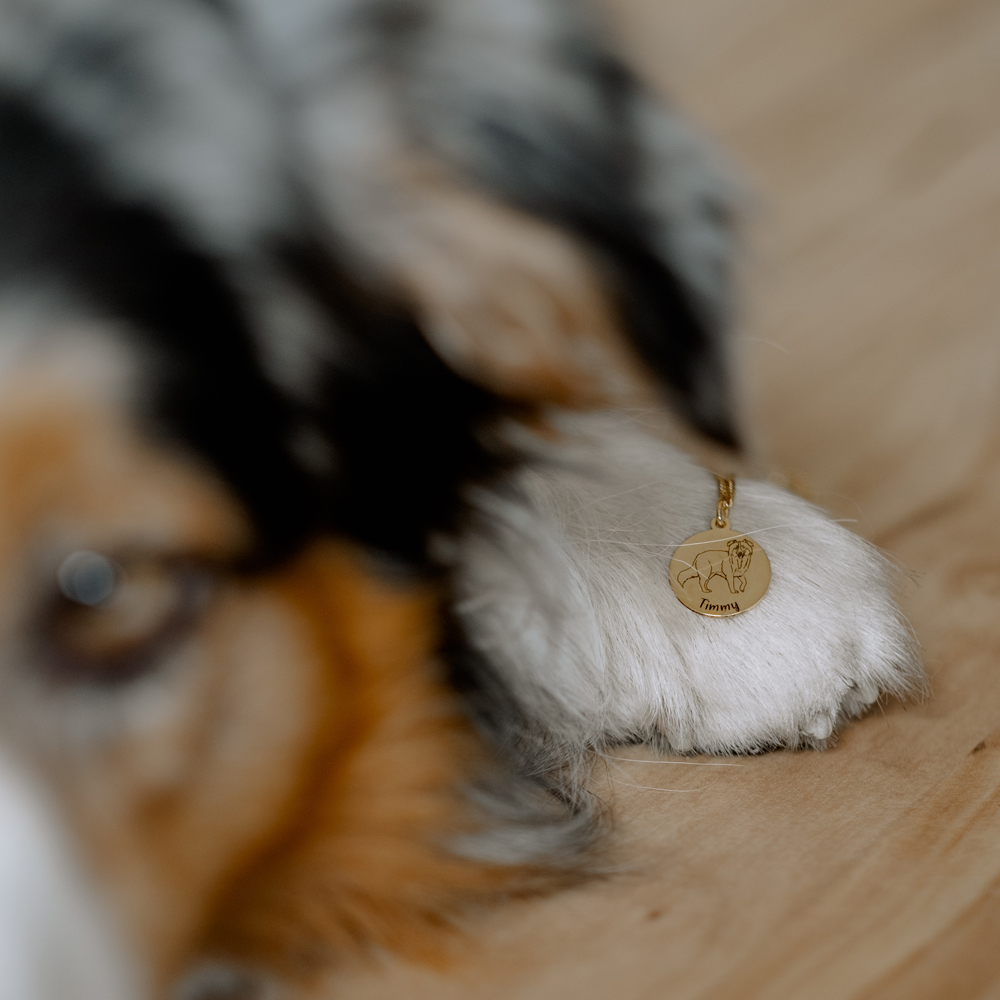 Goldener Hunde Kettenanhänger mit Name Border Collie