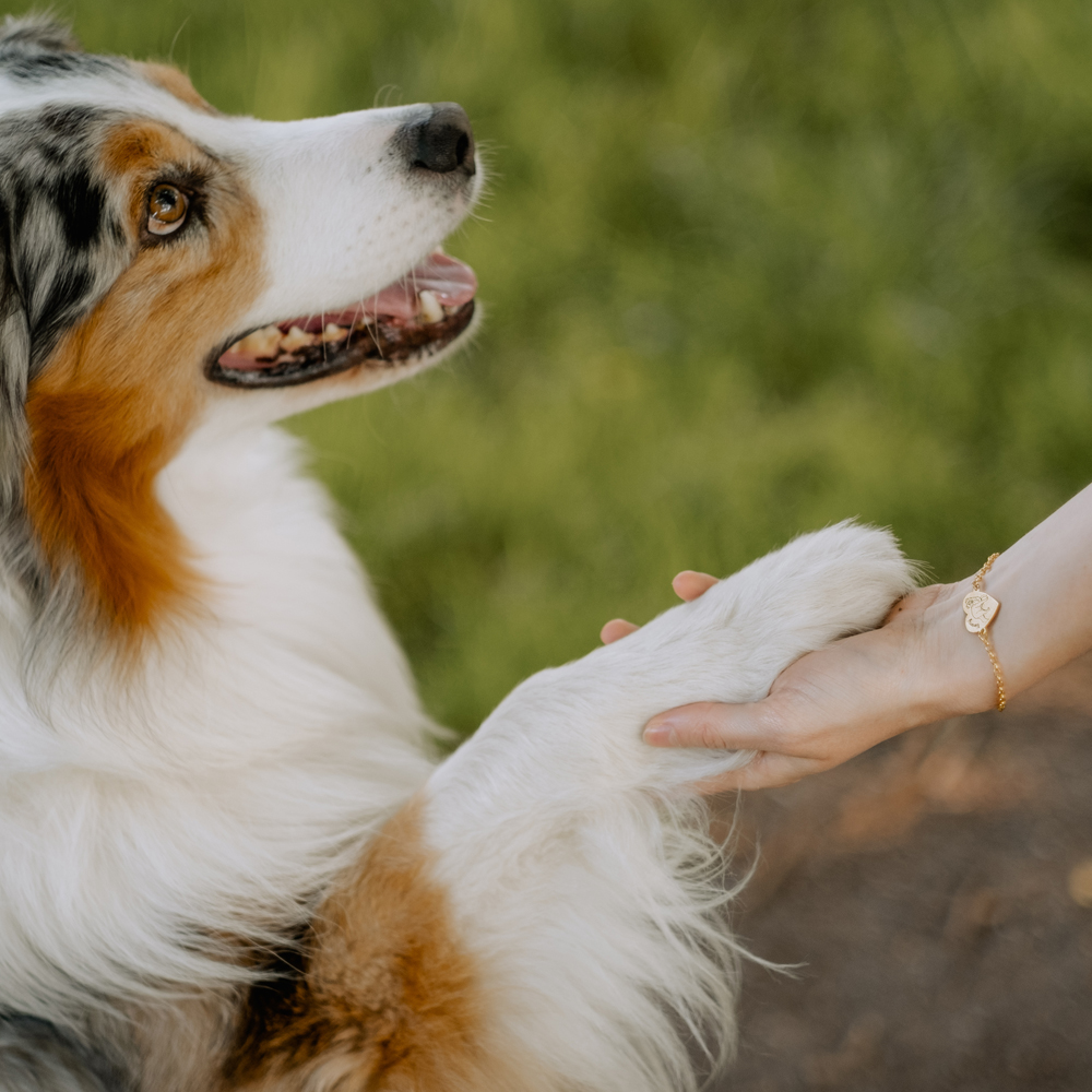 Goldenes Hund Armband Dackel